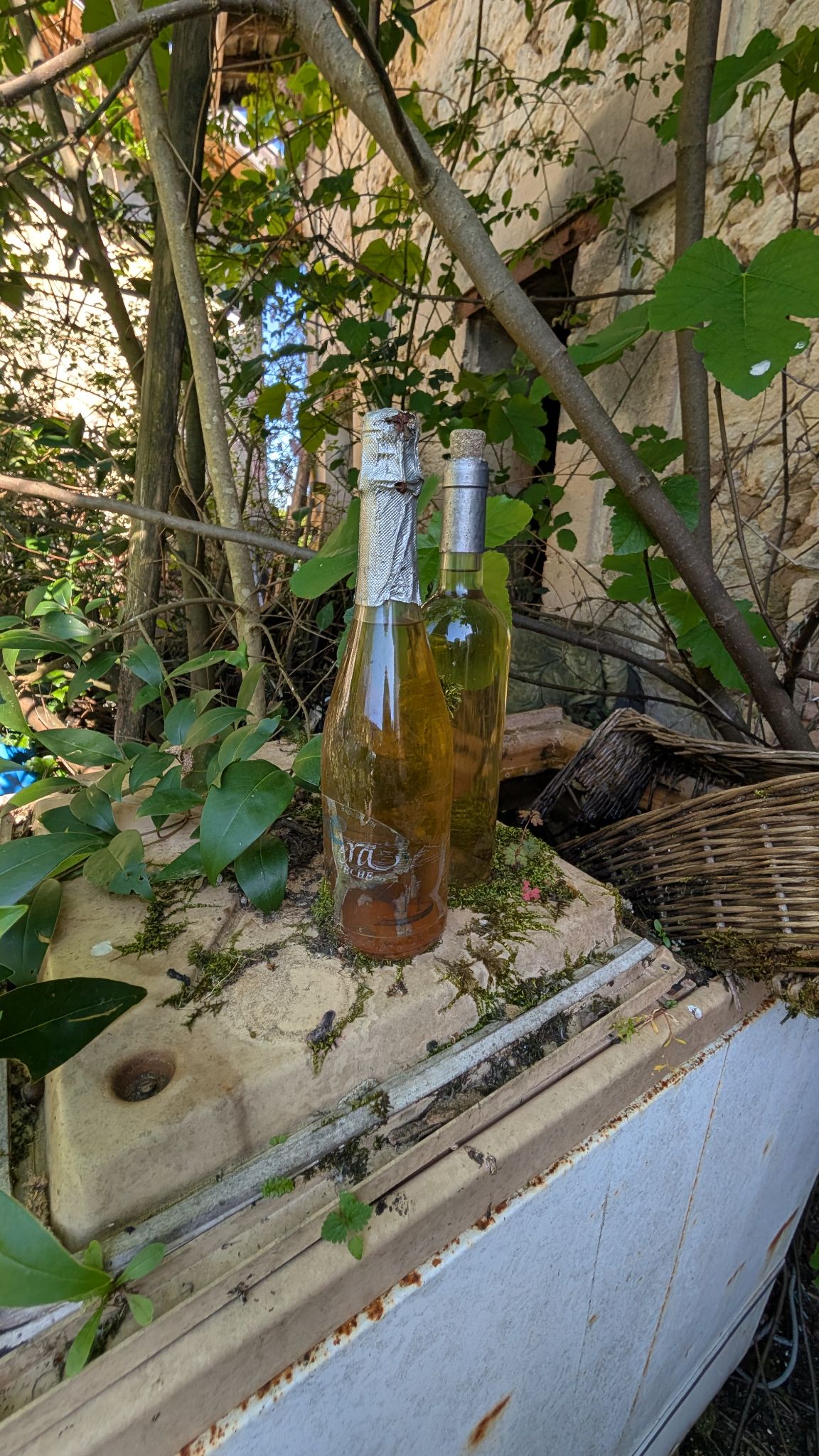 PXL 20260419 150520361