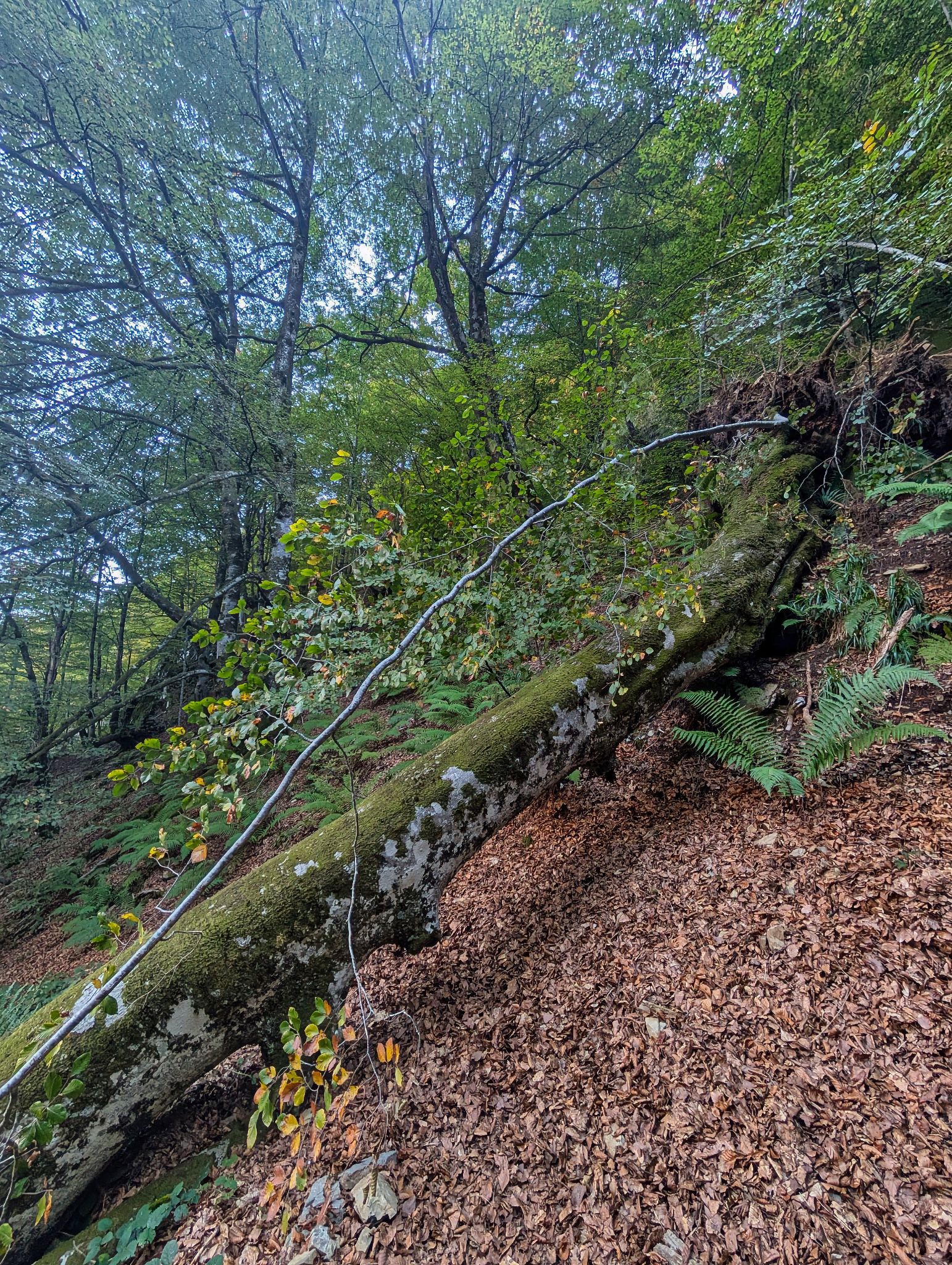 PXL 20251012 081136872.MP