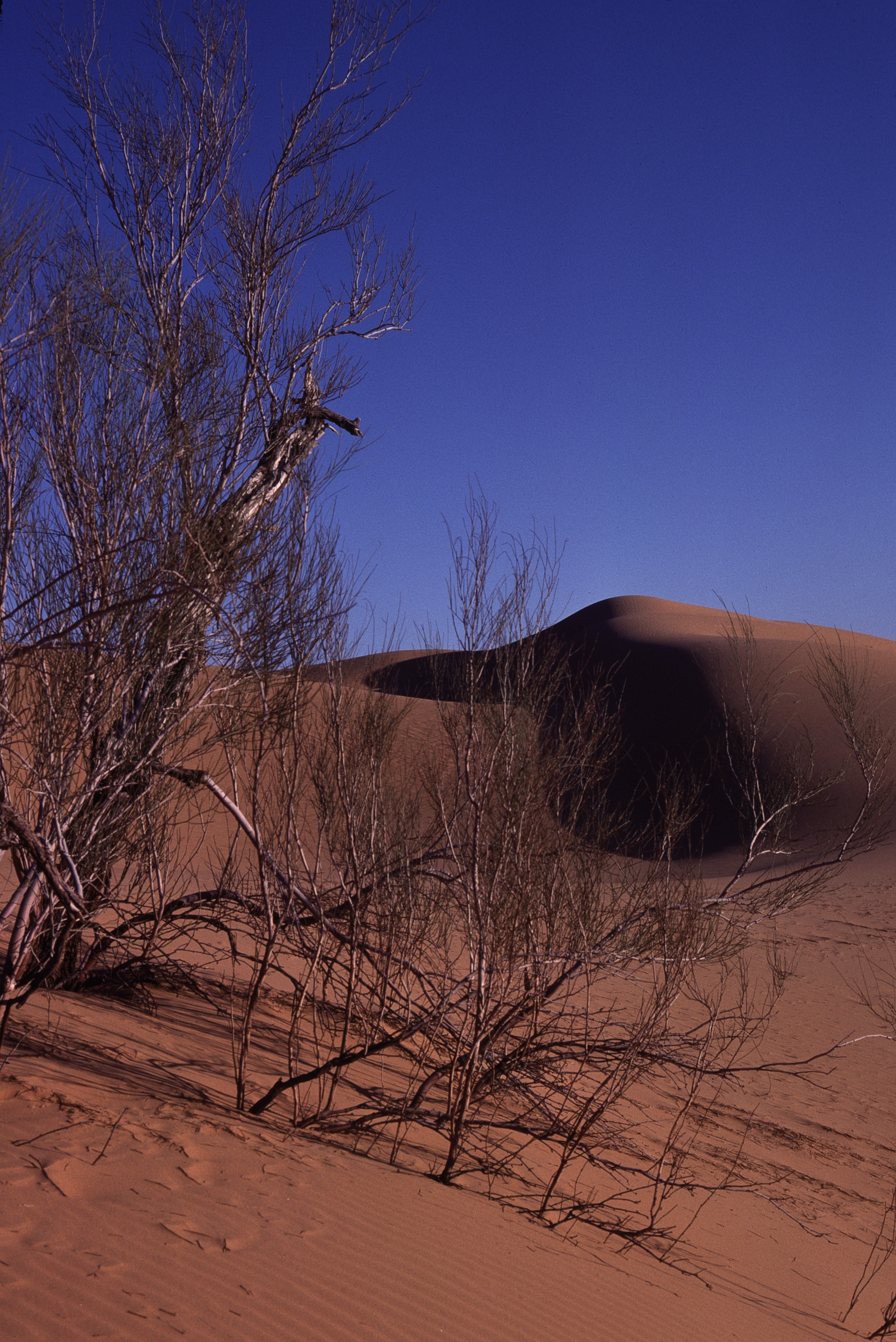 Sahara 11 1981