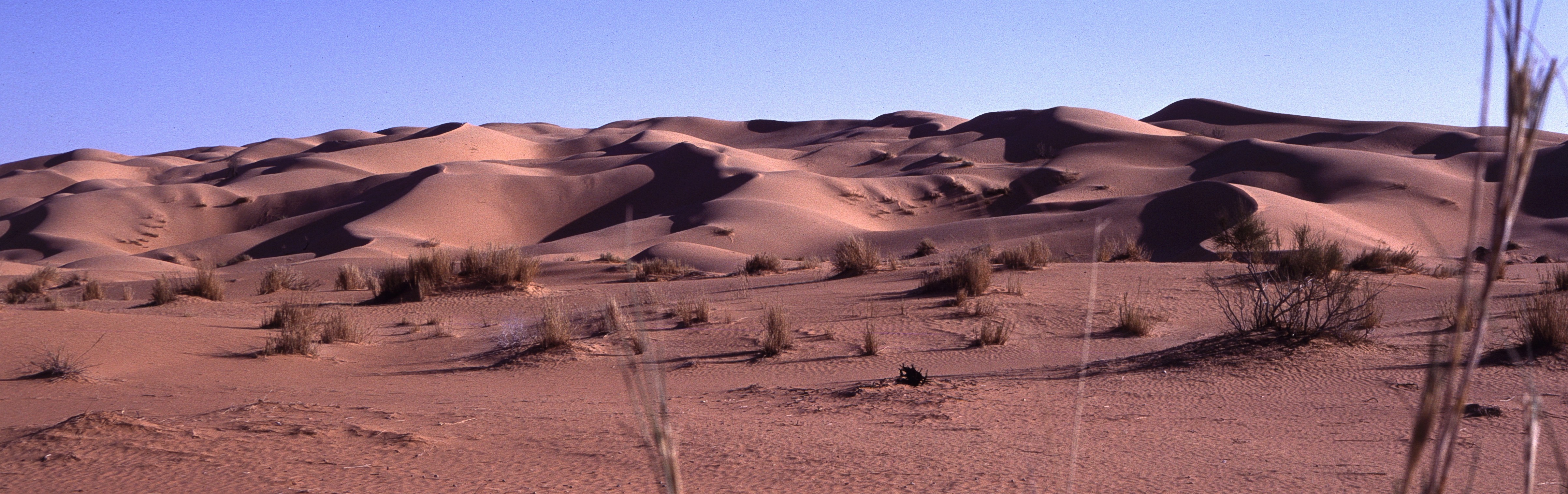Sahara 17 1981