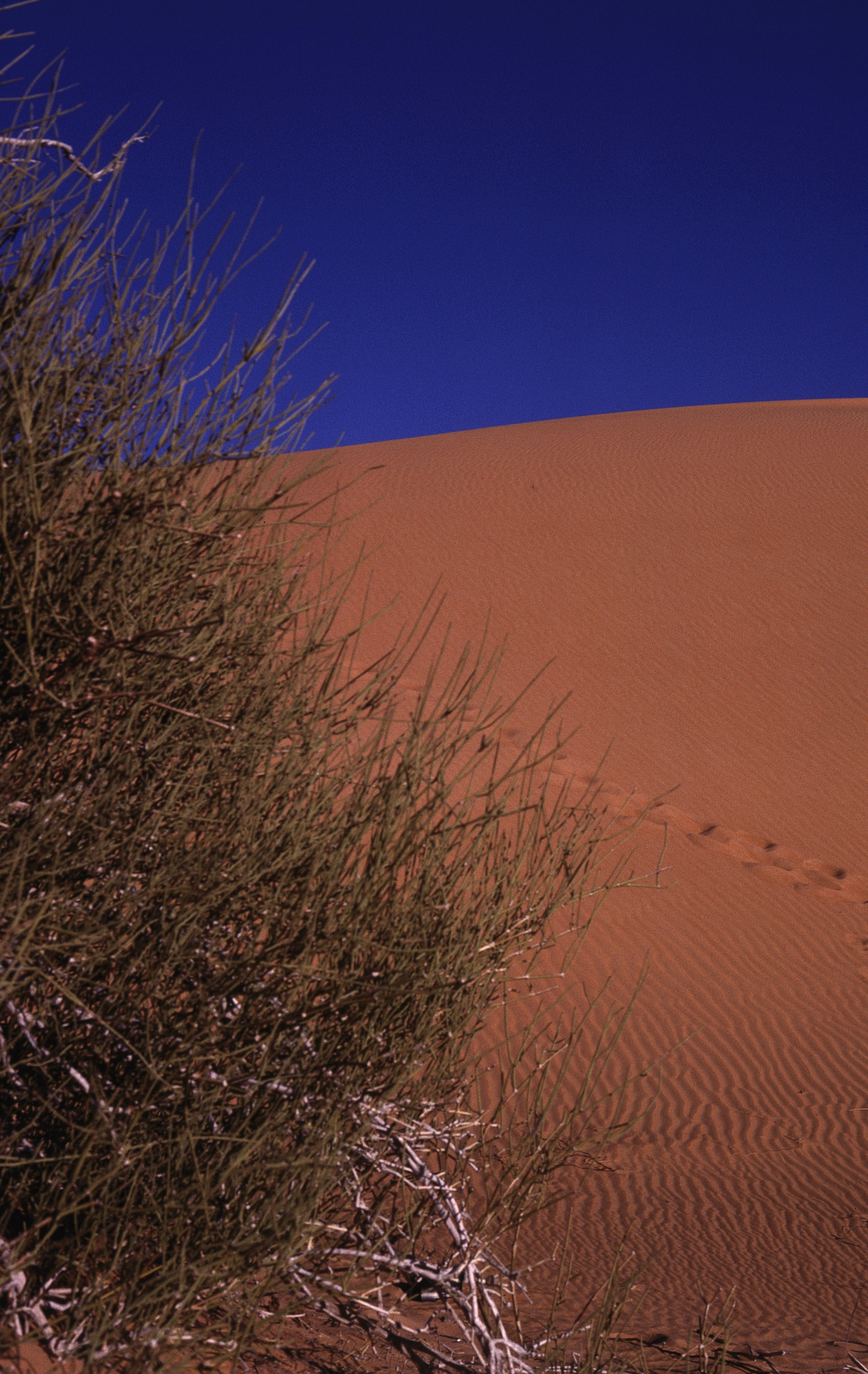Sahara 18 1981