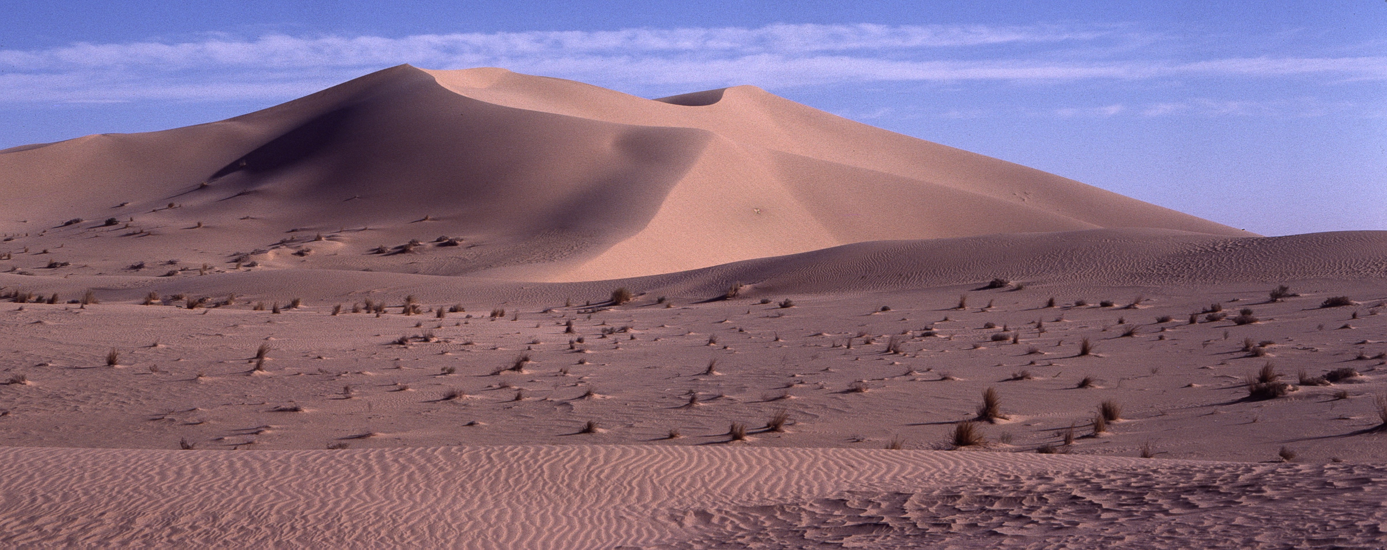 Sahara 21 1981