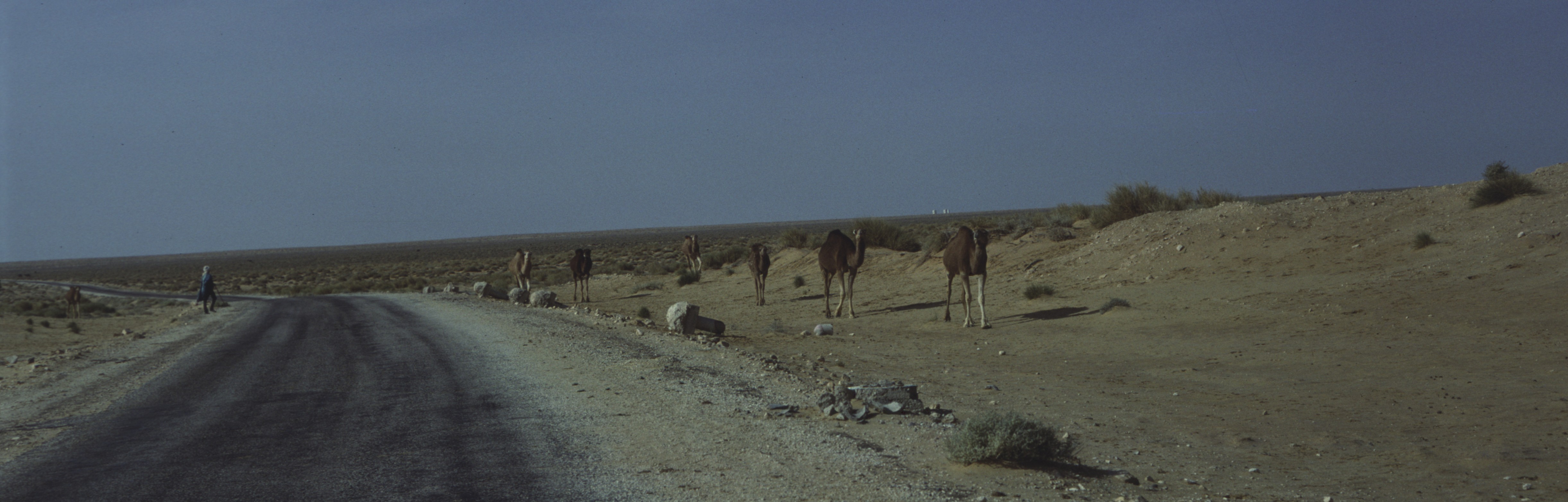 Sahara 37 1981