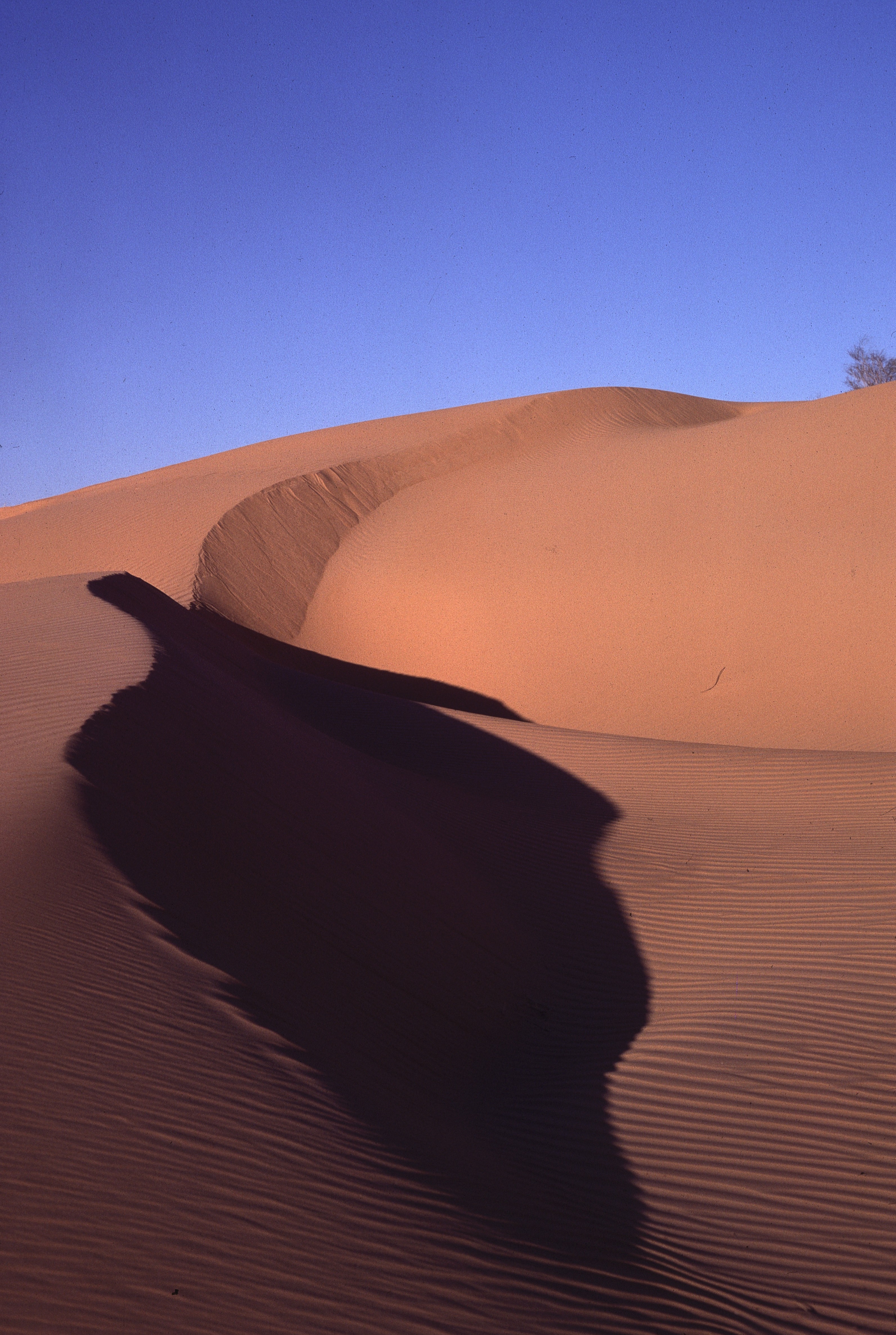 Sahara 7 1981