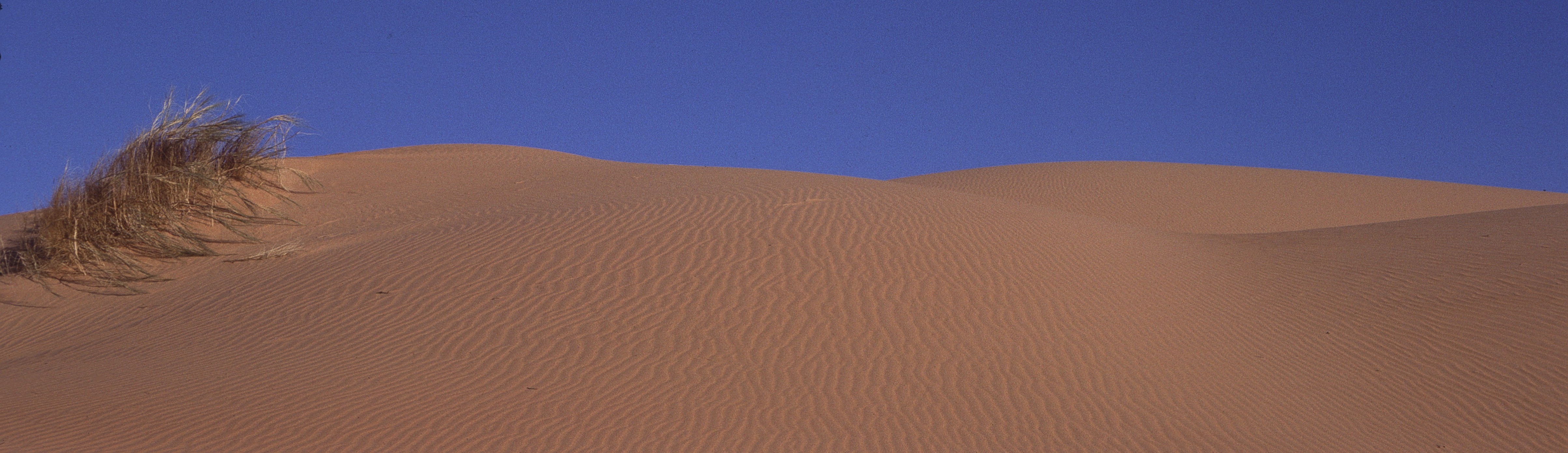 Sahara 9 1981
