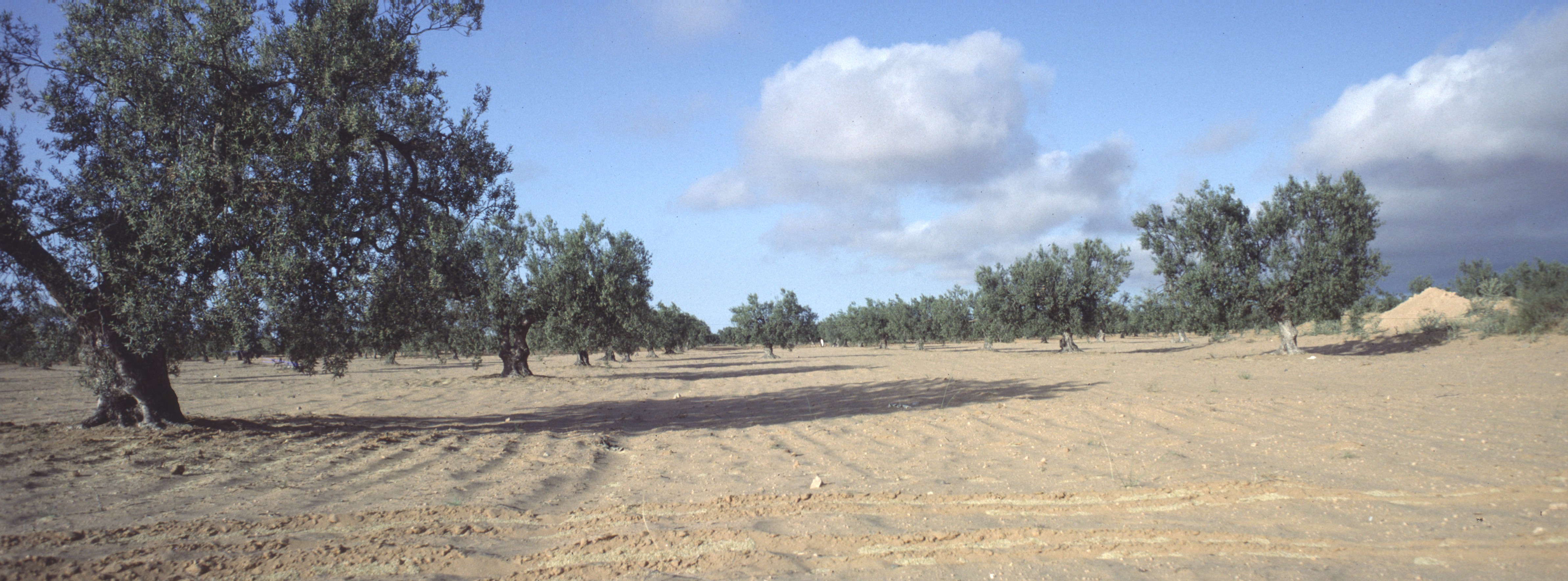 Tunisie 12 1983