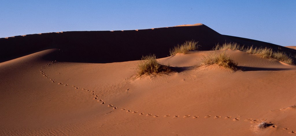Sahara 10 1981